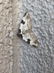 Xanthorhoe fluctuata