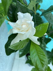 Gardenia