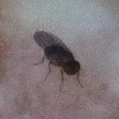 Drosophilidae