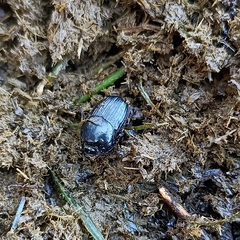 Onthophagini