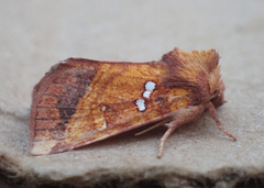 Papaipema leucostigma