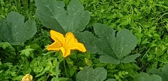Cucurbita