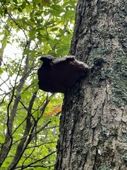 Fomitopsis betulina