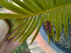 Spilostethus pandurus