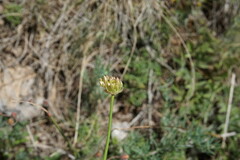 Allium marschalianum