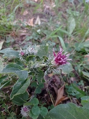 Arctium tomentosum