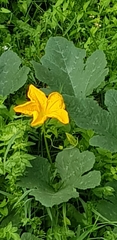 Cucurbita
