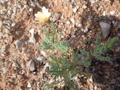 Dimorphotheca pinnata