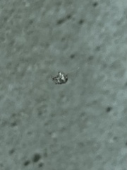 Eustala anastera