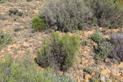 Dicerothamnus rhinocerotis