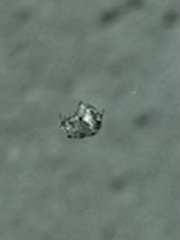 Eustala anastera