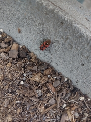 Spilostethus pandurus