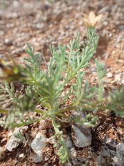 Dimorphotheca pinnata