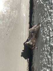 Syngrapha interrogationis