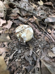Russula