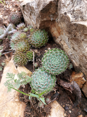 Orostachys spinosa