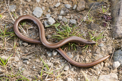 Anguis fragilis