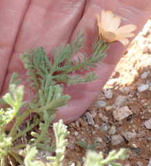 Dimorphotheca pinnata