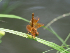 Brachythemis contaminata