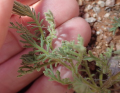 Dimorphotheca pinnata