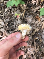 Russula