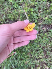 Zephyranthes tubispatha