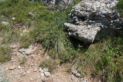 Cotoneaster integerrimus