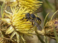 Anthidium manicatum