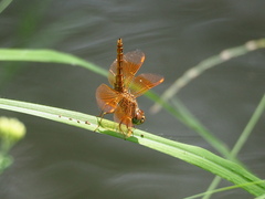 Brachythemis contaminata