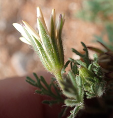 Dimorphotheca pinnata