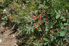 Cotoneaster integerrimus