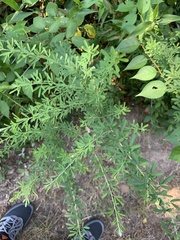 Lespedeza cuneata