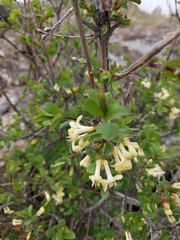 Lonicera caerulea