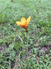 Zephyranthes tubispatha