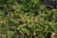 Cruciata taurica