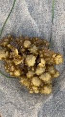 Colpomenia tuberculata