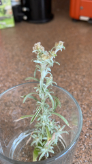 Gnaphalium uliginosum