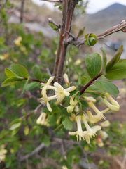 Lonicera caerulea