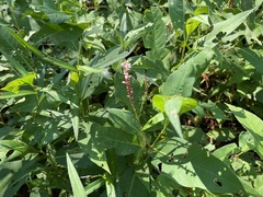 Persicaria