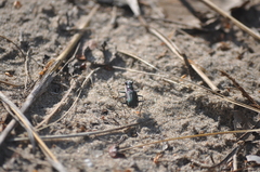 Cicindela scutellaris lecontei