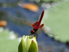 Urothemis signata