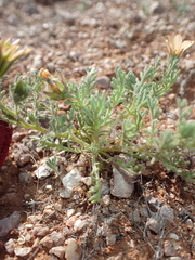 Dimorphotheca pinnata