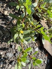 Portulaca oleracea
