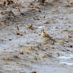 Calidris subruficollis