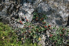 Cotoneaster integerrimus