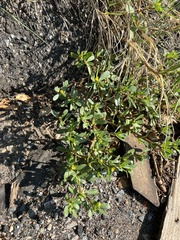 Portulaca oleracea