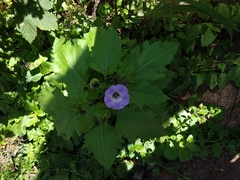 Nicandra physalodes
