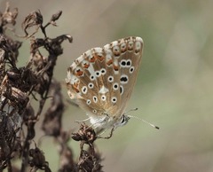 Polyommatus coridon