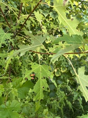 Acer saccharinum