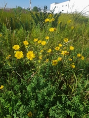 Grindelia squarrosa